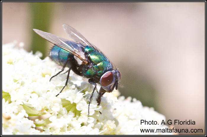 Lucilia sericata (Common Green Bottle fly). This page is part of www.MaltaWildPlants.com website by Stephen Mifsud, Malta