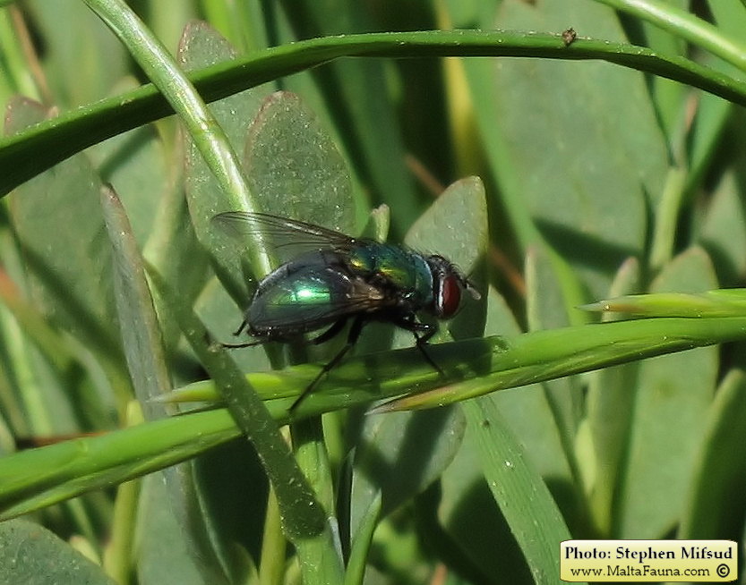 Lucilia sericata (Common Green Bottle fly). This page is part of www.MaltaWildPlants.com website by Stephen Mifsud, Malta