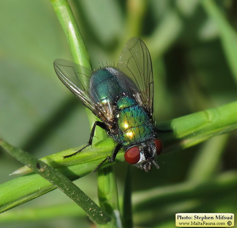 Lucilia sericata (Common Green Bottle fly). This page is part of www.MaltaWildPlants.com website by Stephen Mifsud, Malta