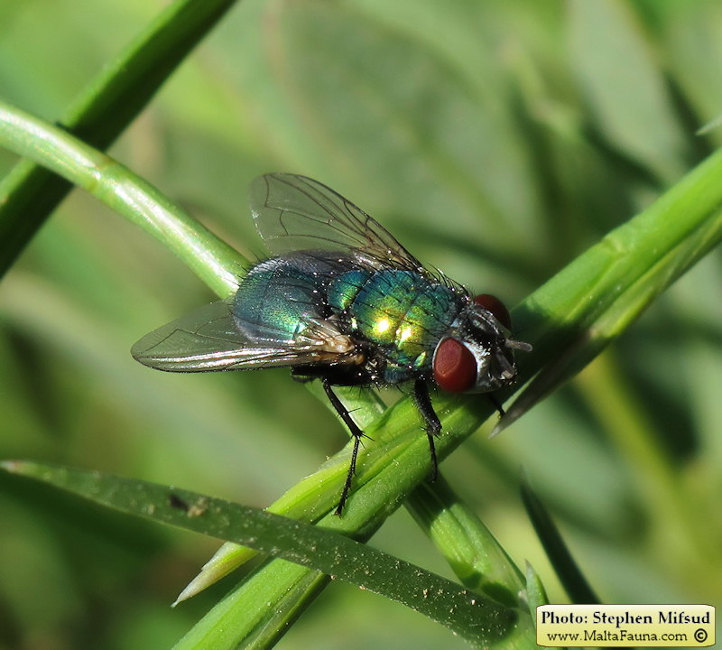 Lucilia sericata (Common Green Bottle fly). This page is part of www.MaltaWildPlants.com website by Stephen Mifsud, Malta
