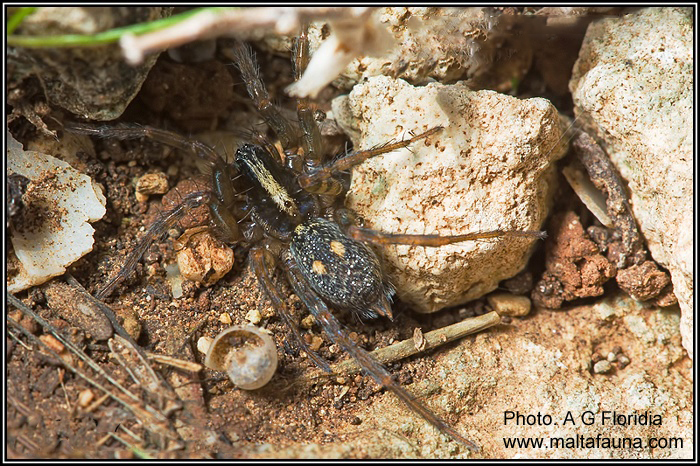 Lycosoides flavomaculata (English name not known). This page is part of www.MaltaWildPlants.com website by Stephen Mifsud, Malta