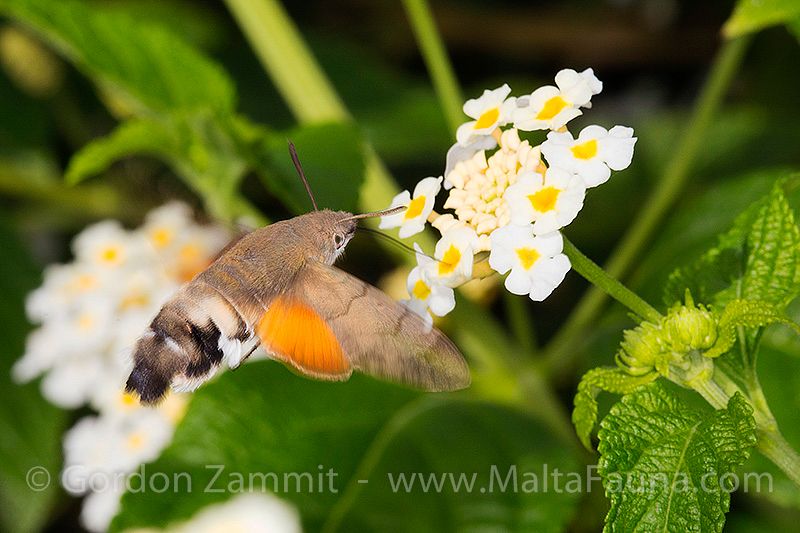 Macroglossum stellatarum (Hummingbird Hawk Moth). This page is part of www.MaltaWildPlants.com website by Stephen Mifsud, Malta