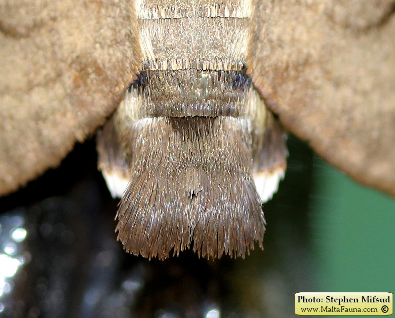 Macroglossum stellatarum (Hummingbird Hawk Moth). This page is part of www.MaltaWildPlants.com website by Stephen Mifsud, Malta