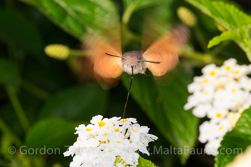 Macroglossum stellatarum (Hummingbird Hawk Moth). This page is part of www.MaltaWildPlants.com website by Stephen Mifsud, Malta