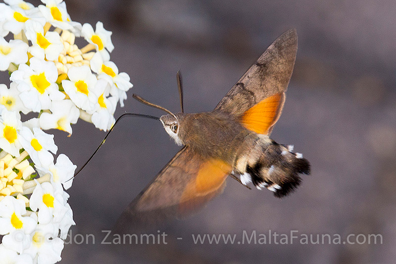 Macroglossum stellatarum (Hummingbird Hawk Moth). This page is part of www.MaltaWildPlants.com website by Stephen Mifsud, Malta