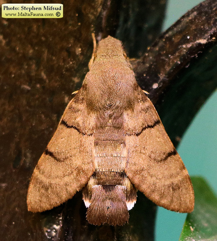 Macroglossum stellatarum (Hummingbird Hawk Moth). This page is part of www.MaltaWildPlants.com website by Stephen Mifsud, Malta