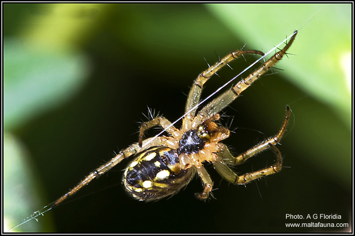 Mangora acalypha (Lined Orb-Weaver). This page is part of www.MaltaWildPlants.com website by Stephen Mifsud, Malta