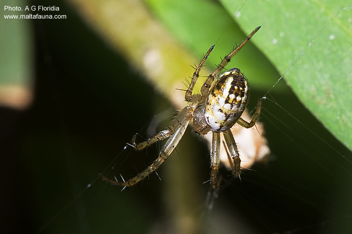 Mangora acalypha (Lined Orb-Weaver). This page is part of www.MaltaWildPlants.com website by Stephen Mifsud, Malta
