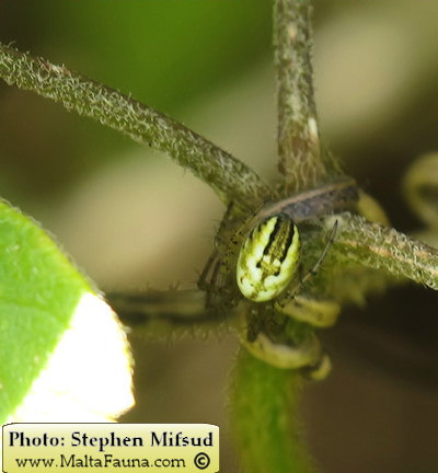 Mangora acalypha (Lined Orb-Weaver). This page is part of www.MaltaWildPlants.com website by Stephen Mifsud, Malta
