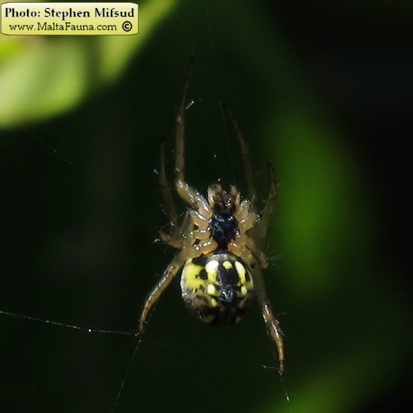 Mangora acalypha (Lined Orb-Weaver). This page is part of www.MaltaWildPlants.com website by Stephen Mifsud, Malta