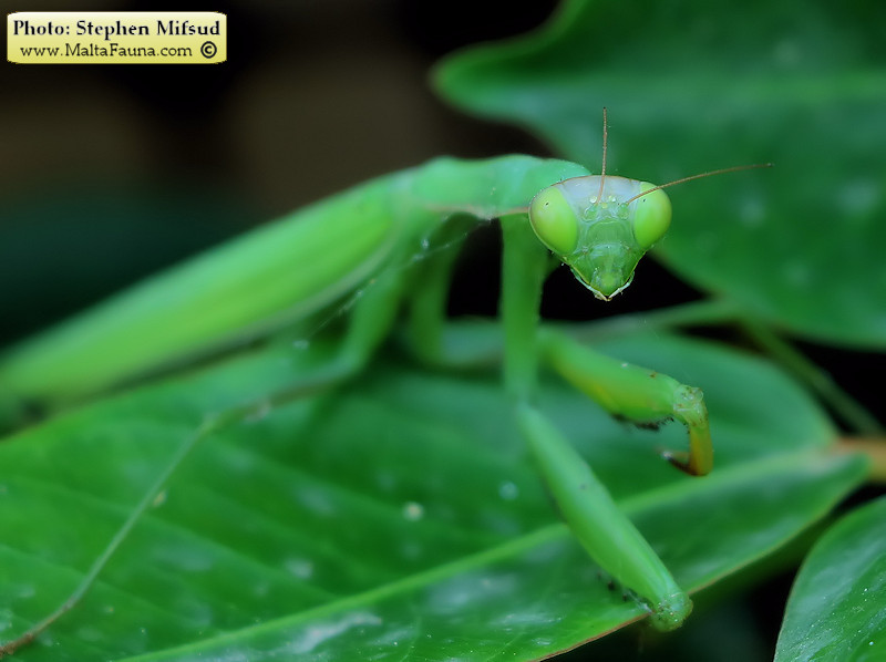 Mantis religiosa (European Mantis). This page is part of www.MaltaWildPlants.com website by Stephen Mifsud, Malta