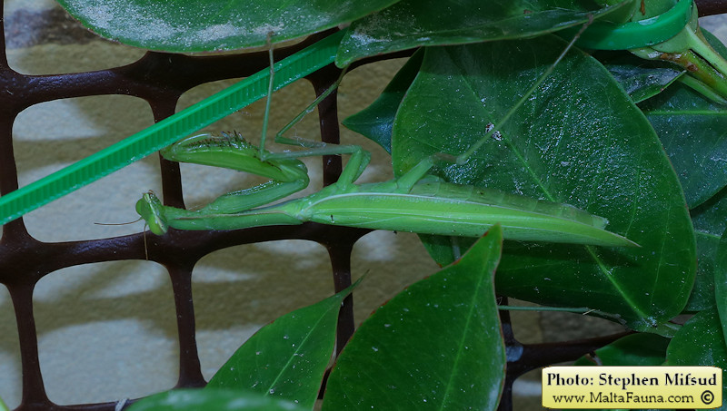 Mantis religiosa (European Mantis). This page is part of www.MaltaWildPlants.com website by Stephen Mifsud, Malta