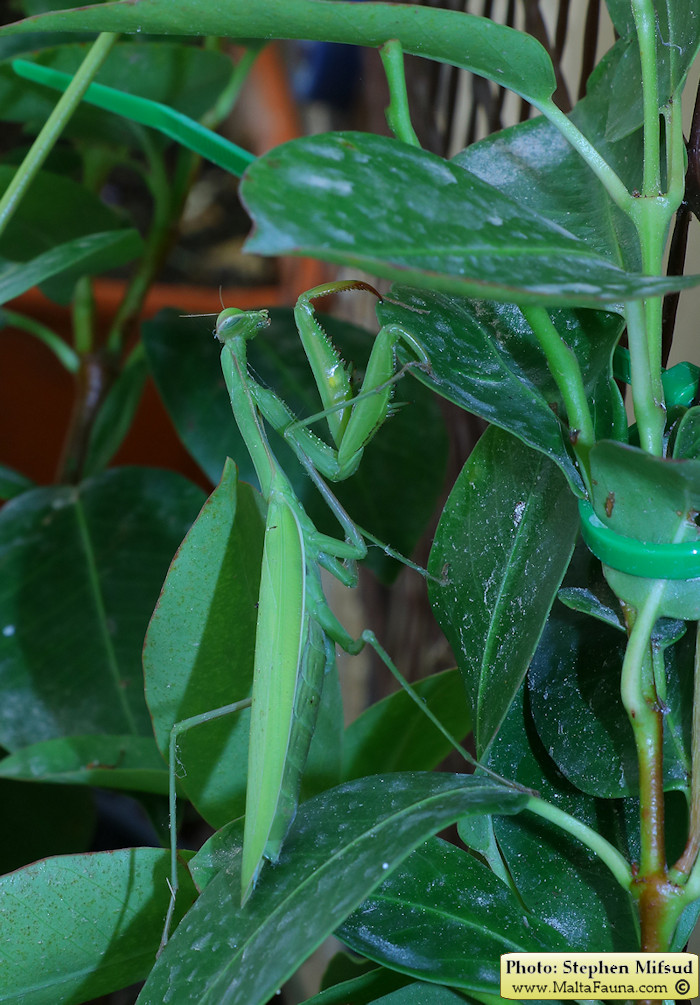 Mantis religiosa (European Mantis). This page is part of www.MaltaWildPlants.com website by Stephen Mifsud, Malta