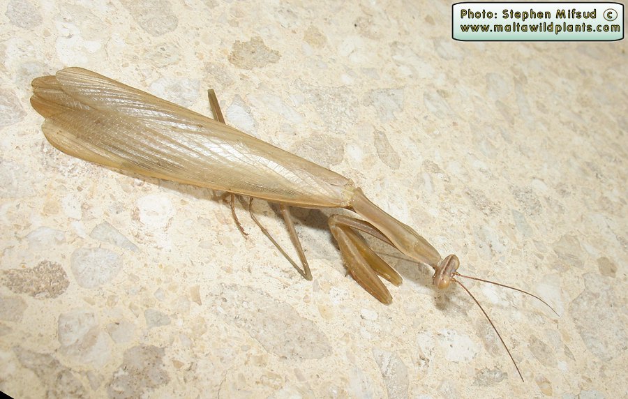 Mantis religiosa (European Mantis). This page is part of www.MaltaWildPlants.com website by Stephen Mifsud, Malta