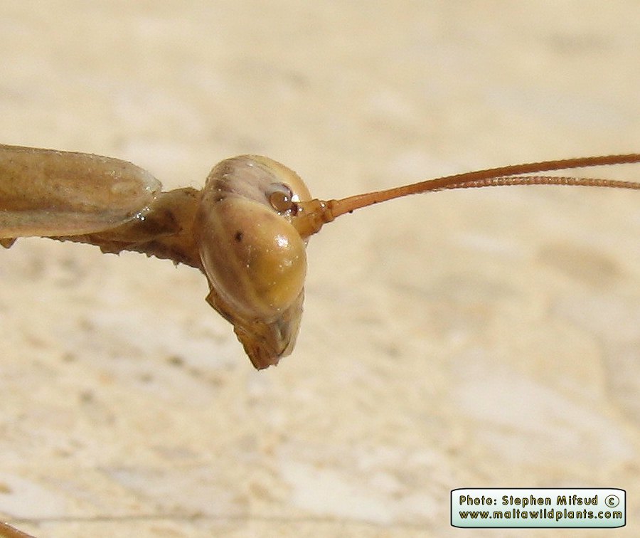 Mantis religiosa (European Mantis). This page is part of www.MaltaWildPlants.com website by Stephen Mifsud, Malta