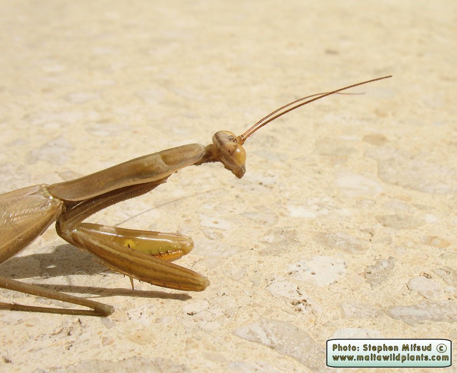 Mantis religiosa (European Mantis). This page is part of www.MaltaWildPlants.com website by Stephen Mifsud, Malta