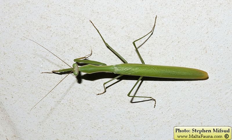 Mantis religiosa (European Mantis). This page is part of www.MaltaWildPlants.com website by Stephen Mifsud, Malta