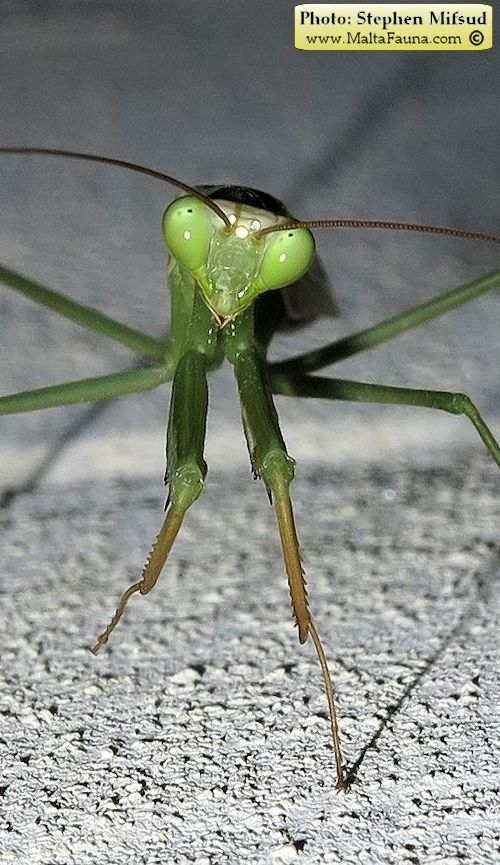 Mantis religiosa (European Mantis). This page is part of www.MaltaWildPlants.com website by Stephen Mifsud, Malta