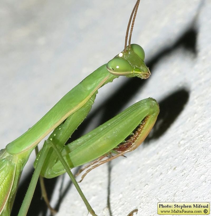Mantis religiosa (European Mantis). This page is part of www.MaltaWildPlants.com website by Stephen Mifsud, Malta