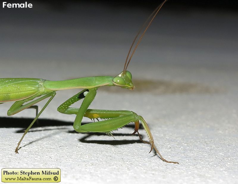Mantis religiosa (European Mantis). This page is part of www.MaltaWildPlants.com website by Stephen Mifsud, Malta