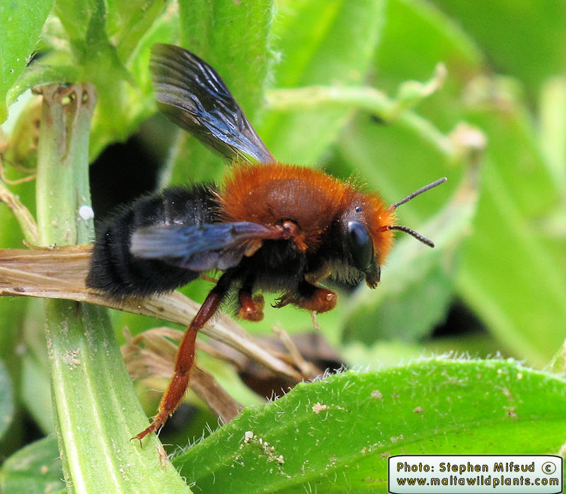 Megachile sicula (Tawny Mining Bee). This page is part of www.MaltaWildPlants.com website by Stephen Mifsud, Malta