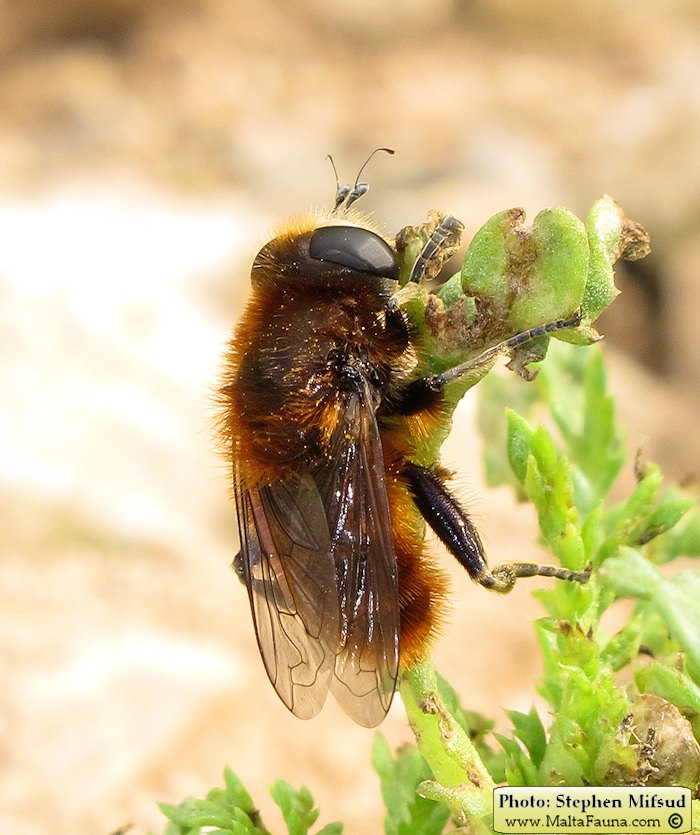 Megachile sicula (Tawny Mining Bee). This page is part of www.MaltaWildPlants.com website by Stephen Mifsud, Malta