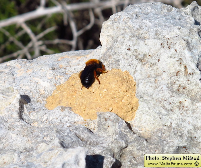 Megachile sicula (Tawny Mining Bee). This page is part of www.MaltaWildPlants.com website by Stephen Mifsud, Malta