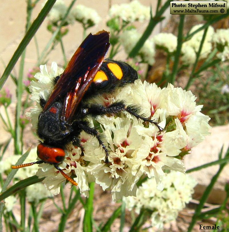 Megascolia bidens (Mammoth Wasp). This page is part of www.MaltaWildPlants.com website by Stephen Mifsud, Malta