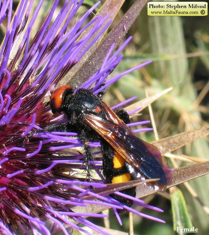 Megascolia bidens (Mammoth Wasp). This page is part of www.MaltaWildPlants.com website by Stephen Mifsud, Malta