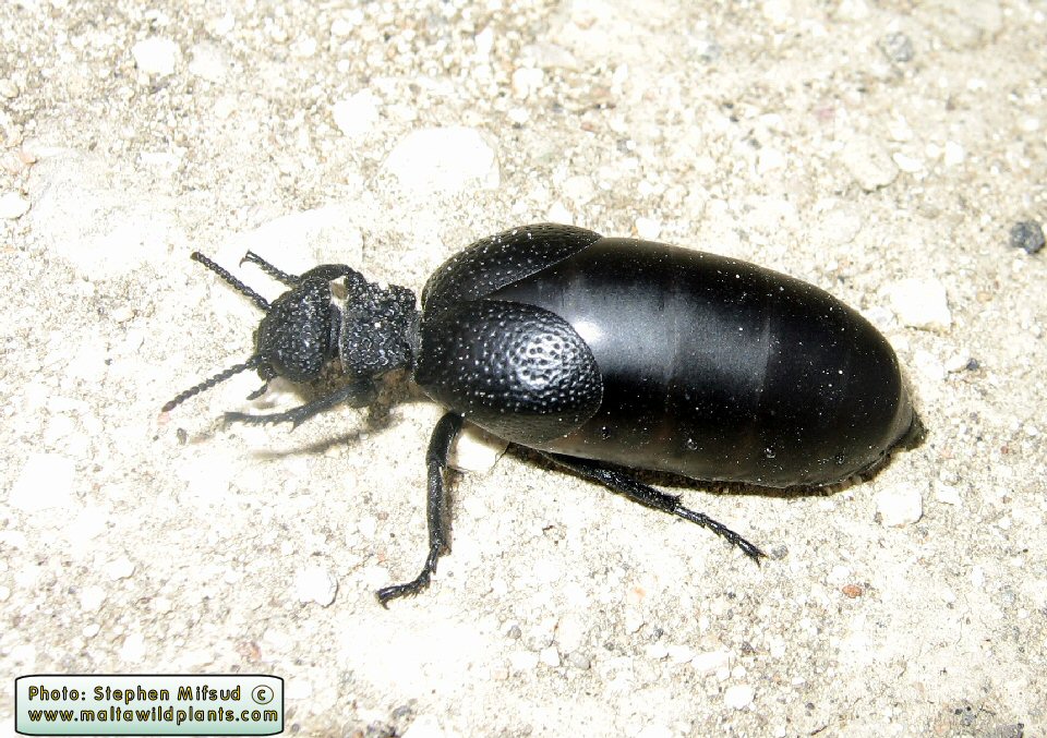 Meloe tuccius (Common Oil Beetle). This page is part of www.MaltaWildPlants.com website by Stephen Mifsud, Malta