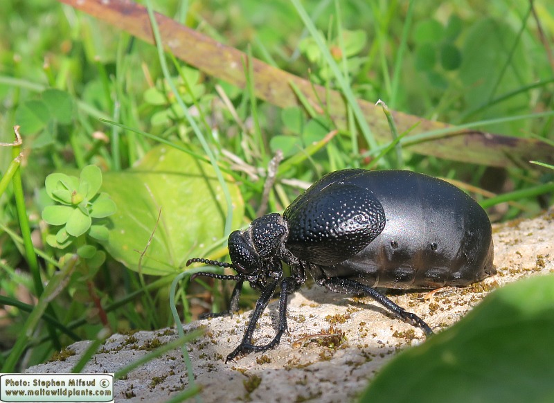 Meloe tuccius (Common Oil Beetle). This page is part of www.MaltaWildPlants.com website by Stephen Mifsud, Malta