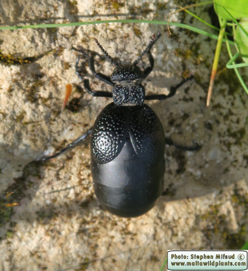 Meloe tuccius (Common Oil Beetle). This page is part of www.MaltaWildPlants.com website by Stephen Mifsud, Malta