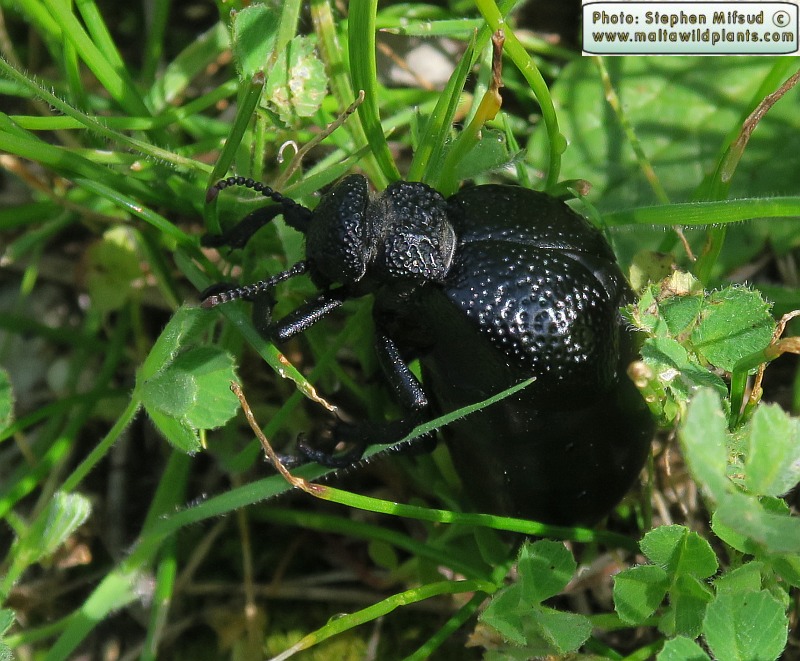 Meloe tuccius (Common Oil Beetle). This page is part of www.MaltaWildPlants.com website by Stephen Mifsud, Malta