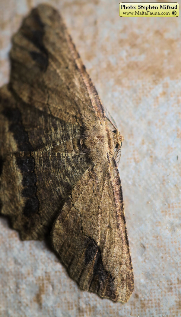 Menophra abruptaria (Waved umber). This page is part of www.MaltaWildPlants.com website by Stephen Mifsud, Malta