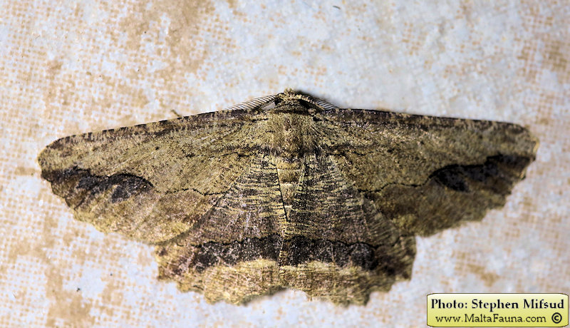 Menophra abruptaria (Waved umber). This page is part of www.MaltaWildPlants.com website by Stephen Mifsud, Malta
