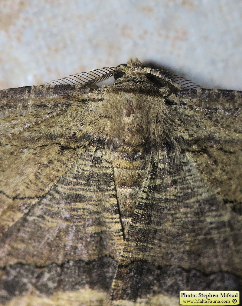 Menophra abruptaria (Waved umber). This page is part of www.MaltaWildPlants.com website by Stephen Mifsud, Malta