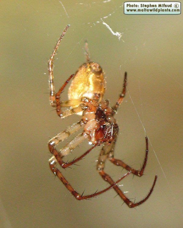 Metellina sp. (Long jawed orb weaver). This page is part of www.MaltaWildPlants.com website by Stephen Mifsud, Malta