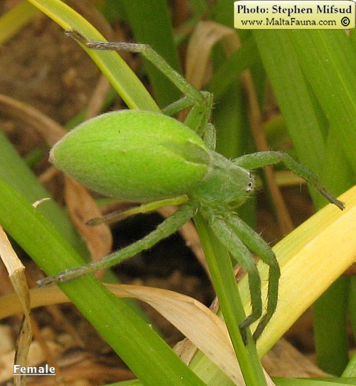 Micrommata ligurina (Green Spider). This page is part of www.MaltaWildPlants.com website by Stephen Mifsud, Malta