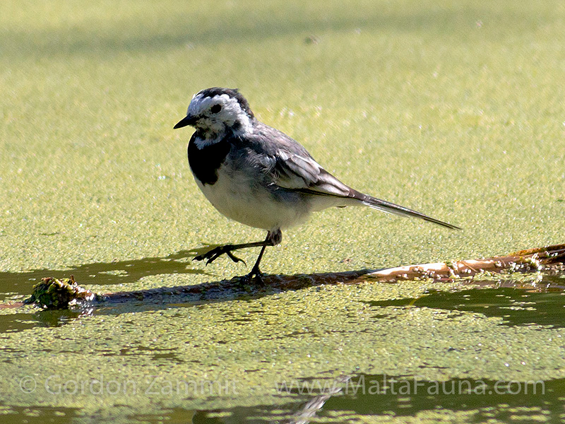 Motacilla alba (White Wagtail). This page is part of www.MaltaWildPlants.com website by Stephen Mifsud, Malta