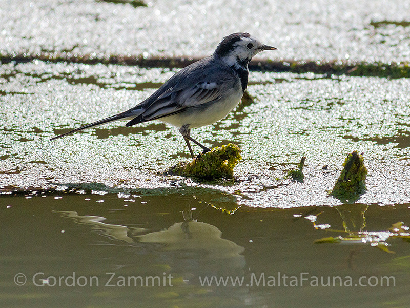 Motacilla alba (White Wagtail). This page is part of www.MaltaWildPlants.com website by Stephen Mifsud, Malta