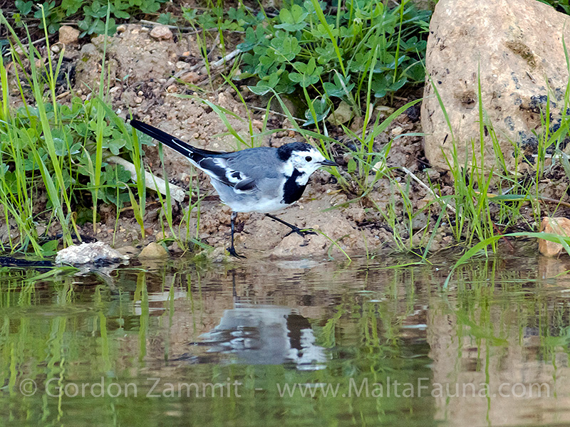 Motacilla alba (White Wagtail). This page is part of www.MaltaWildPlants.com website by Stephen Mifsud, Malta