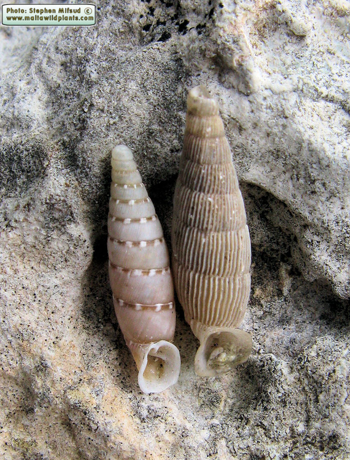 Muticaria macrostoma (Maltese Door Snail). This page is part of www.MaltaWildPlants.com website by Stephen Mifsud, Malta