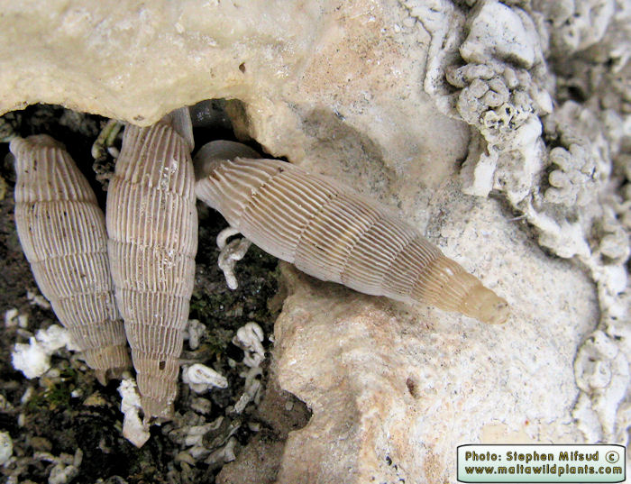 Muticaria macrostoma (Maltese Door Snail). This page is part of www.MaltaWildPlants.com website by Stephen Mifsud, Malta