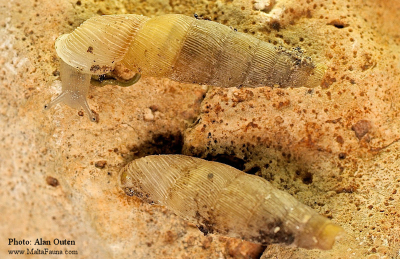 Muticaria macrostoma (Maltese Door Snail). This page is part of www.MaltaWildPlants.com website by Stephen Mifsud, Malta