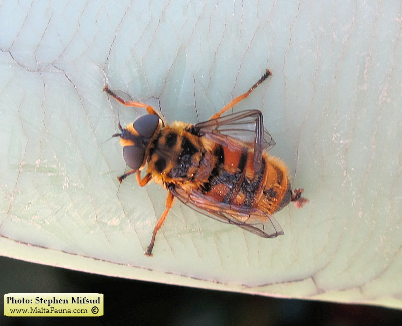 Myathropa florea (). This page is part of www.MaltaWildPlants.com website by Stephen Mifsud, Malta