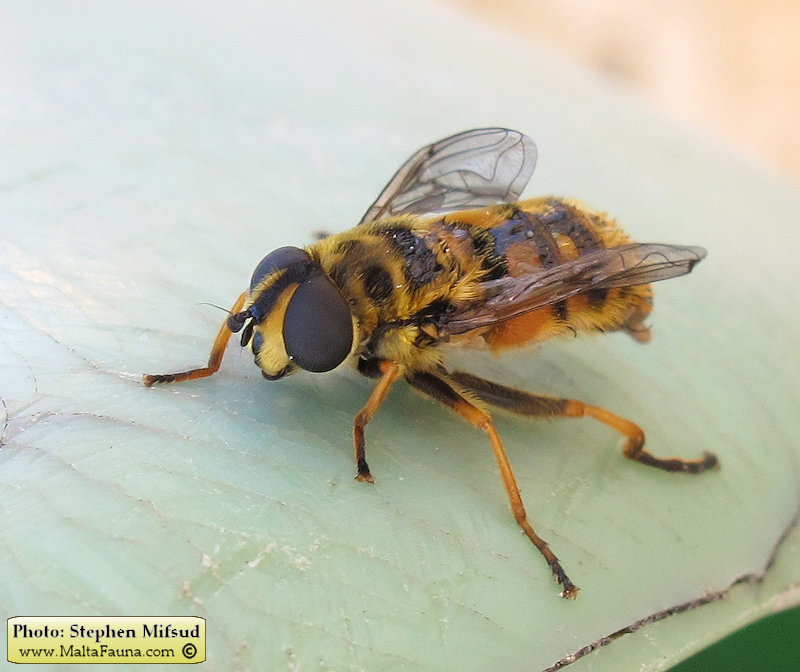 Myathropa florea (). This page is part of www.MaltaWildPlants.com website by Stephen Mifsud, Malta