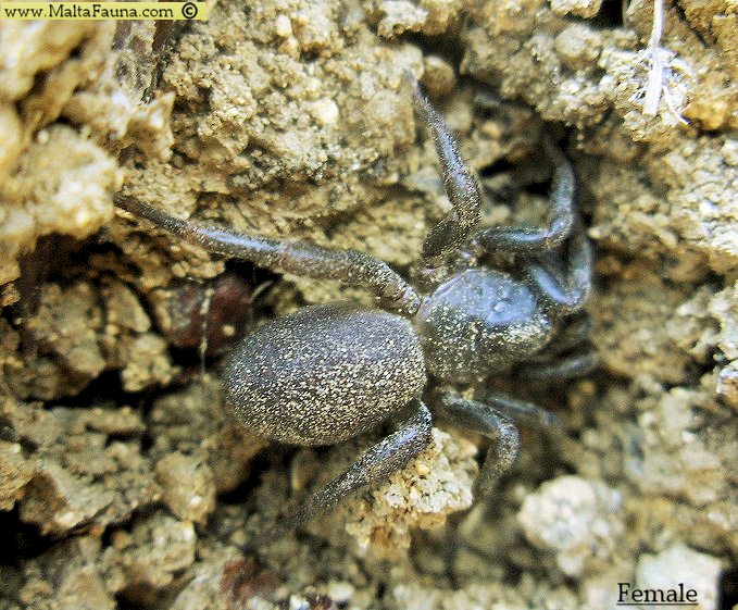 Nemesia arboricola (Maltese Trap-door Spider). This page is part of www.MaltaWildPlants.com website by Stephen Mifsud, Malta