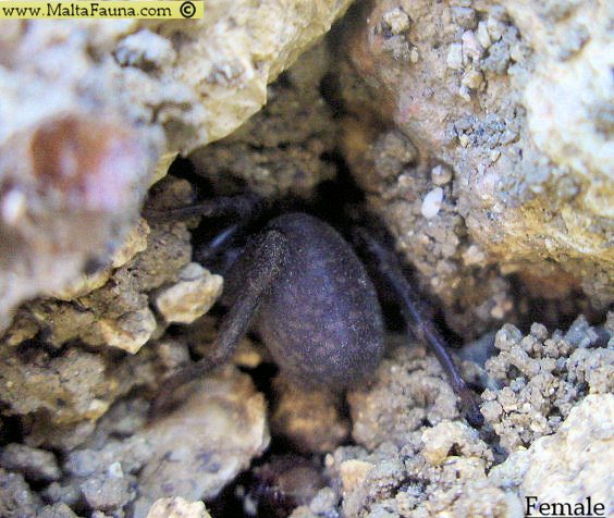 Nemesia arboricola (Maltese Trap-door Spider). This page is part of www.MaltaWildPlants.com website by Stephen Mifsud, Malta