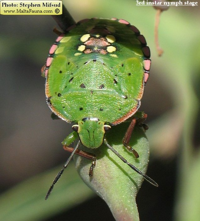 Nezara viridula (Green Vegetable Bug ). This page is part of www.MaltaWildPlants.com website by Stephen Mifsud, Malta