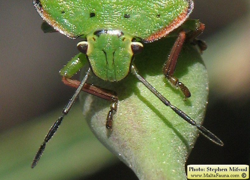 Nezara viridula (Green Vegetable Bug ). This page is part of www.MaltaWildPlants.com website by Stephen Mifsud, Malta